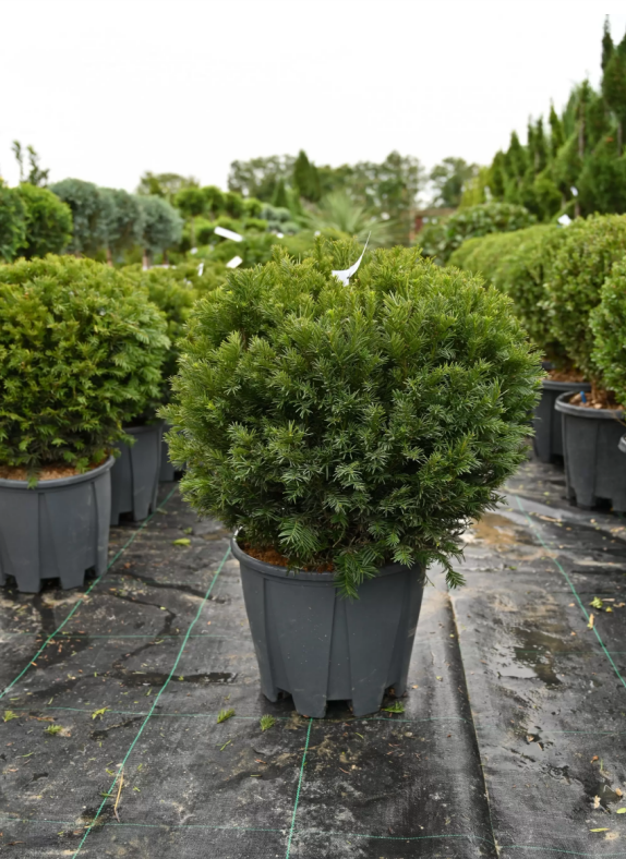 A Complete Guide to Garden Plants in Ireland: Where and How to Buy the Best Plants for Your Garden A Complete Guide to Garden Plants in Ireland: Where and How to Buy the Best Plants for Your Garden