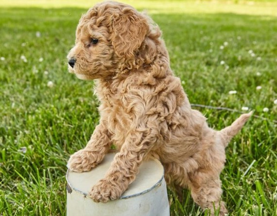 Miniature Labradoodle Puppies for Sale: Choosing the Right Puppy in the UK